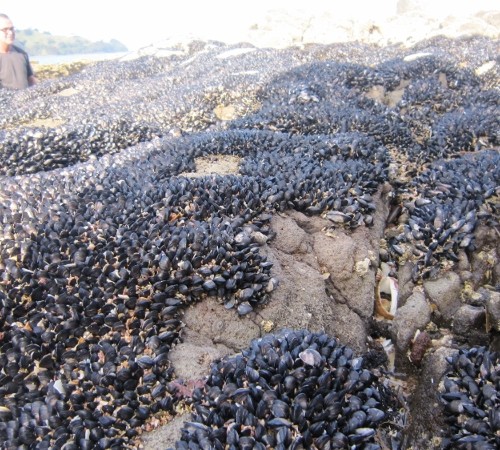 Simpukoita (800x450)